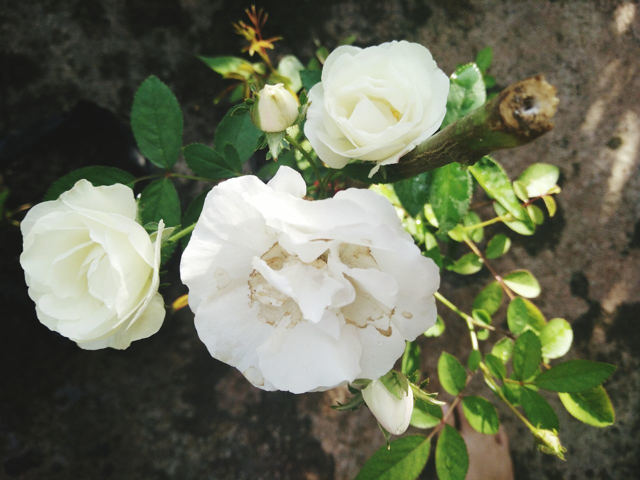 flower, white color, petal, nature, fragility, plant, growth, beauty in nature, rose - flower, flower head, high angle view, day, close-up, freshness, no people, outdoors, blooming, leaf