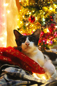 View of cat on christmas tree