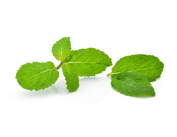 Close-up of fresh green leaves against white background