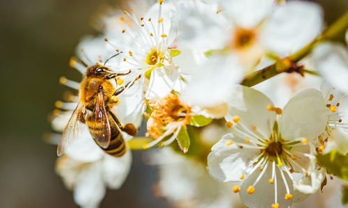 Close-up of insect on white flower