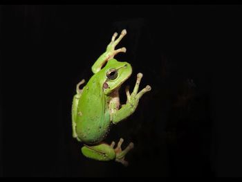 Close-up of plant against black background