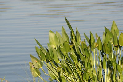 Close-up of leaves