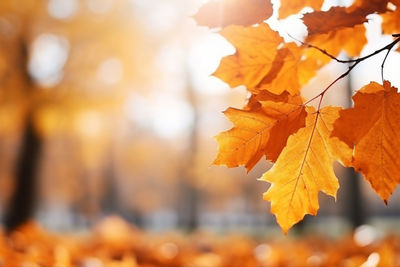 autumn