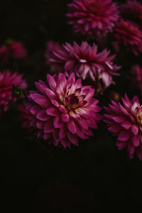 Close-up of pink flowering plant against black background