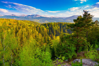 Scenic view of pine trees in forest against sky