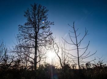Bare trees against clear blue sky