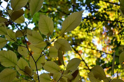 Close-up of leaves on tree