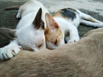 Close-up of dog sleeping