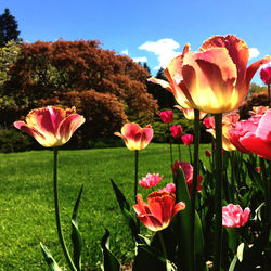 Close-up of pink flowering plants on field