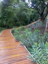 Footpath amidst trees in forest