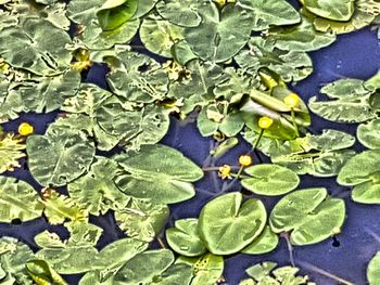 Close-up of leaves in water