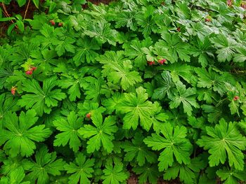 High angle view of red flowering plant