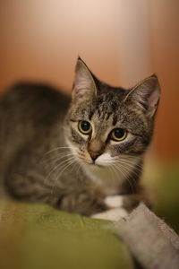 Close-up portrait of a cat