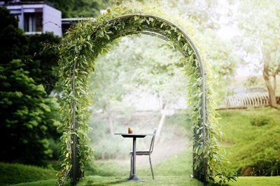 Cup off coffee on table in tree tunnel with sunlight