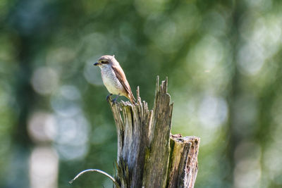 Close-up of bird perching on wooden post