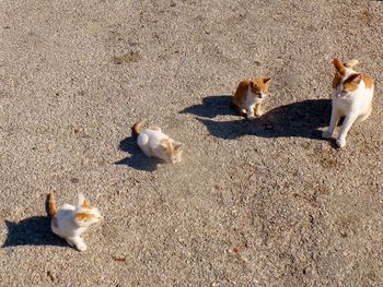 High angle view of dogs