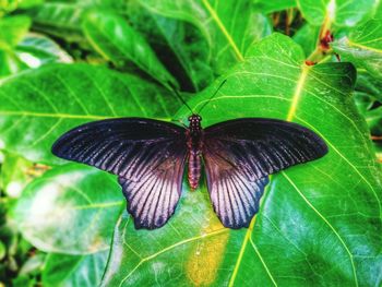 Close-up of butterfly on leaf