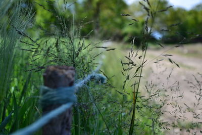 Close-up of lizard on tree