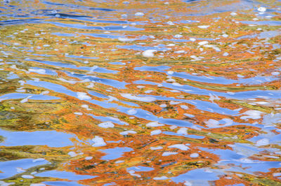 Reflection of trees in water