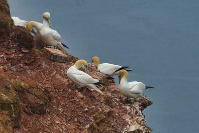 Seagulls perching on a sea