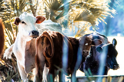 View of cattle in field.