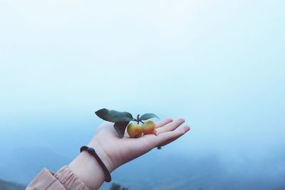 Cropped hand of person holding fruits against sky