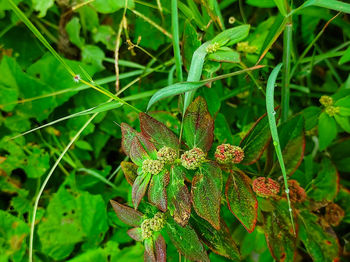 Close-up of flowering plant