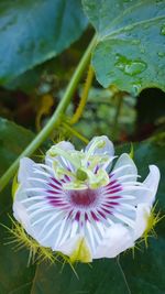 Close-up of purple flower