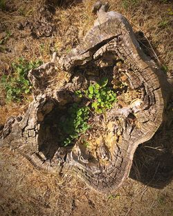 High angle view of tree trunk in forest