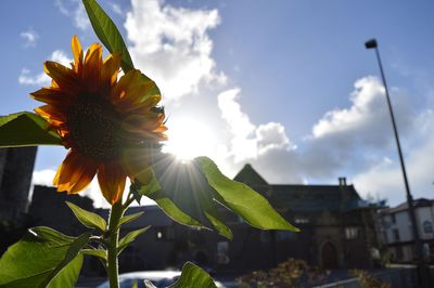 Close-up of yellow flowering plant against sky