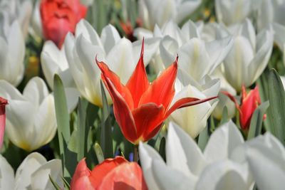 Close-up of red tulips