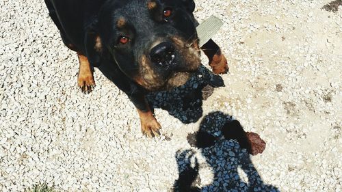 High angle view of dog looking up