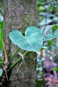 Close-up of leaves on tree trunk