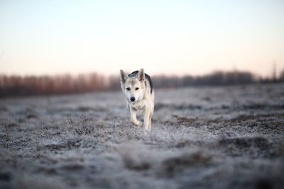 Portrait of a dog on the field