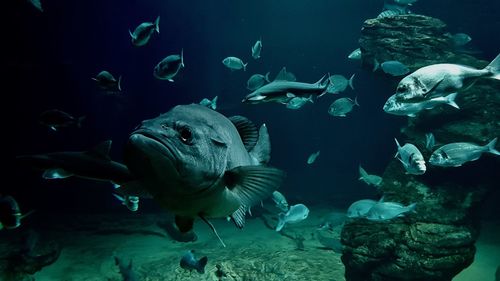 Close-up of fish in aquarium