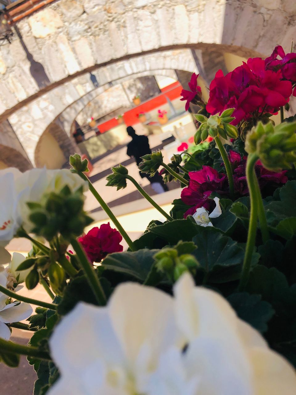 flower, flowering plant, plant, freshness, beauty in nature, nature, vulnerability, fragility, close-up, no people, flower head, leaf, plant part, growth, petal, flower arrangement, selective focus, day, indoors, potted plant, bouquet, flower pot, bunch of flowers