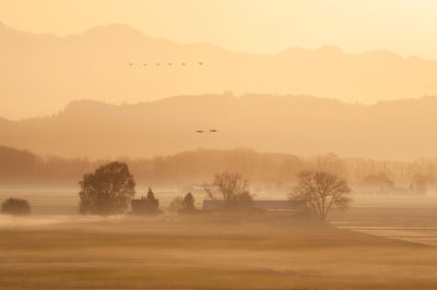 Trumpeter swans in migration over the skagit valley, washington. 