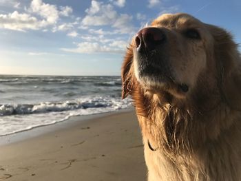 Close-up of dog on beach