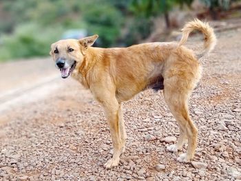 Portrait of a dog running on field