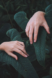 Hands resting on large dark green plants in a moody forest.