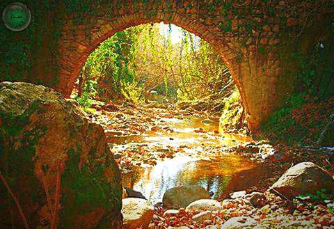 arch, indoors, tree, plant, built structure, tunnel, growth, nature, water, tranquility, no people, sunlight, archway, day, forest, reflection, architecture, stream, wall - building feature, rock - object