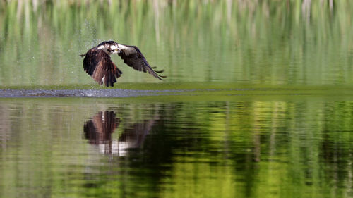 View of bird flying over lake