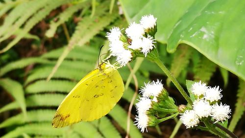 Close-up of insect on yellow plant