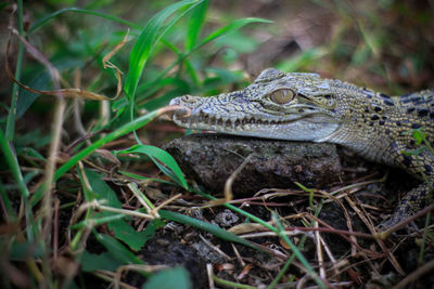 Close-up of lizard on field