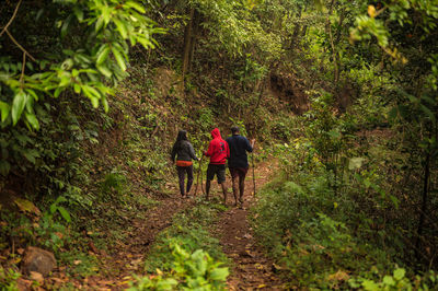 Rear view of friends walking in forest