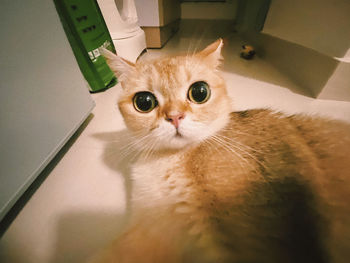 Portrait of cat looking at home