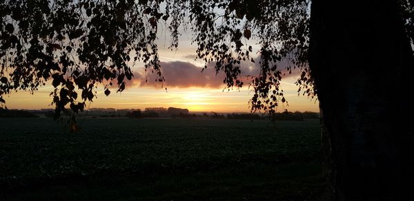 Silhouette trees on field against sky during sunset