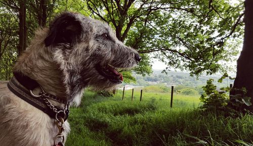 Side view of hairy dog on grassy field