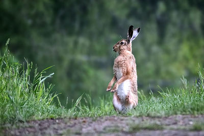 Squirrel on a field