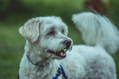 Close-up of a dog looking away